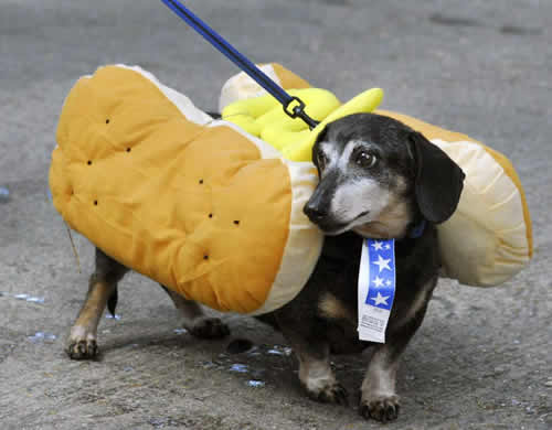 2015 Krewe of Mutts parade theme Marvelous Mutts Picture